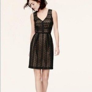 Loft Lace Dress
